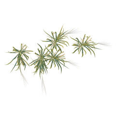 Fototapeta premium Miscanthus sacchariflorus tree plan, top view, cutout, transparent background, isolate, Elegant Tillandsia Air Plants Grouped on a Black Background for Botanical Design Elements