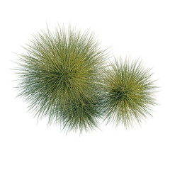 Obraz premium Miscanthus sinensis tree plan, top view, cutout, transparent background, isolate, Two spiky green spheres against black background - abstract botanical design element