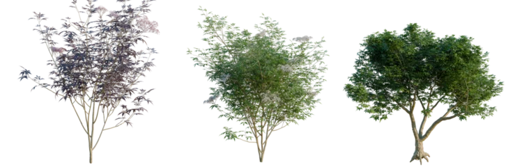 Fototapeten Fallen Sambucus nigra tree, elevation, front view, cutout, transparent background, isolate, Three Viburnum Trees in Different Seasons - Spring, Summer, Autumn, Isolated on Transparent Background  © KP Stock