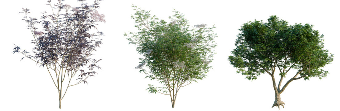 Sambucus nigra tree, elevation, front view, cutout, transparent background, isolate, Three Viburnum Trees in Different Seasons - Spring, Summer, Autumn, Isolated on Transparent Background