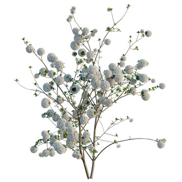 Viburnum opulus tree, elevation, front view, cutout, transparent background, isolate, Detailed 3D Render of a Branch with Round White Flower Clusters on Black Background