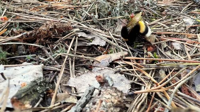 Close up of a furry bumblebee back foraging in the forest pine needles with original ambient sound