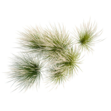 Nassella tenuissima tree plan, top view, cutout, transparent background, isolate, Delicate Ornamental Grass Sprigs with Soft Green and Creamy Tones on Black Background