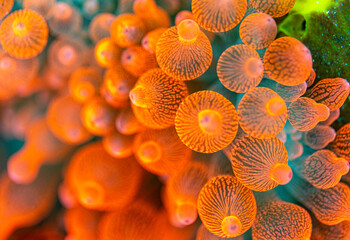 Close-up of orange anemones with striped tentacles. © Pete Niesen Photo