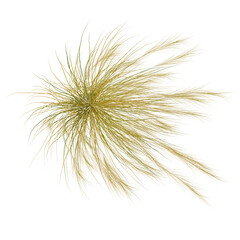 Obraz premium Nassella tenuissima tree plan, top view, cutout, transparent background, isolate, Abstract Golden Fiber Art - A Dynamic Swirl of Textured Lines on a Black Background