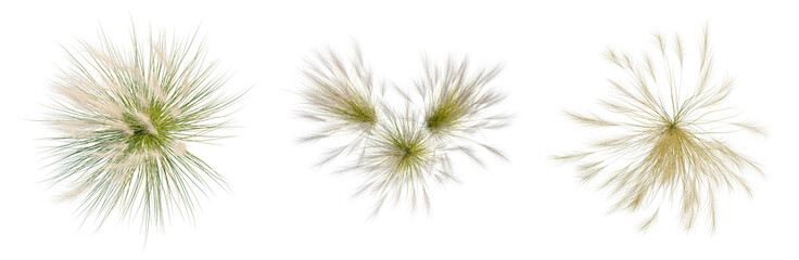 Fototapeta premium Nassella tenuissima tree plan, top view, cutout, transparent background, isolate, Three lush clumps of ornamental grass, perfect for botanical design projects and natural backgrounds.