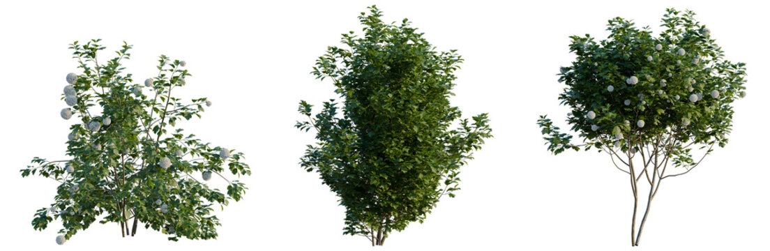 Viburnum opulus tree, elevation, front view, cutout, transparent background, isolate, Set of Lush Green Shrubs with Blooming Flowers - Perfect for Landscaping and Design Projects