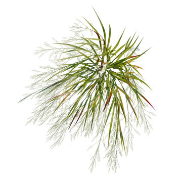 Panicum virgatum tree plan, top view, cutout, transparent background, isolate, Detailed image of a lush green grass plant against a black background, perfect for nature themes.