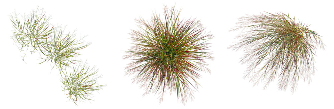 Panicum virgatum tree plan, top view, cutout, transparent background, isolate, Abstract fractal tree structures - colorful digital art representing growth and complexity.