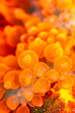 Close-up of orange anemone tentacles, possibly Stichodactyla gigantea, in shallow water.