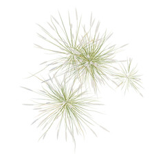 Obraz premium Pennisetum setaceum tree plan, top view, cutout, transparent background, isolate, Delicate Seed Heads - Elegant Floral Arrangement for Design & Botanical Themes