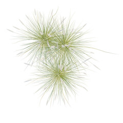 Obraz na płótnie Canvas Pennisetum setaceum tree plan, top view, cutout, transparent background, isolate, Close-up of ornamental grass plumes with feathery textures against a black background.