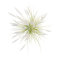 Pennisetum setaceum tree plan, top view, cutout, transparent background, isolate, Fluffy Ornamental Grass Sprays – Ideal for Botanical Backgrounds and Decorative Design Elements