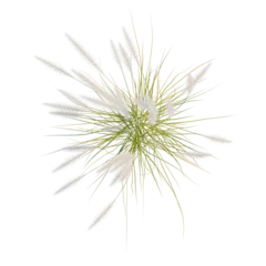 Fototapeten Pony Pennisetum setaceum tree plan, top view, cutout, transparent background, isolate, Fluffy Ornamental Grass Sprays – Ideal for Botanical Backgrounds and Decorative Design Elements  © DH Tree Stock