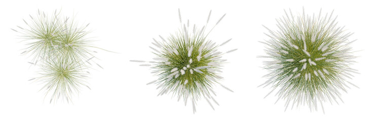 Obraz premium Pennisetum setaceum tree plan, top view, cutout, transparent background, isolate, Exploding Firework Burst - Sequence of Stages