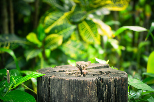 Wooden timber and beautiful fresh green nature in the garden background for product.