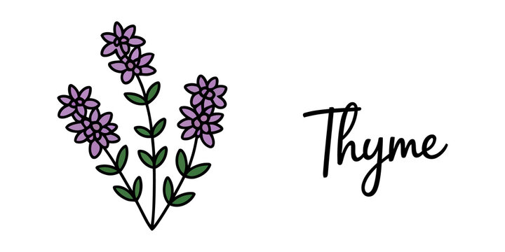 Fresh thyme herb drawing with purple flowers and green leaves