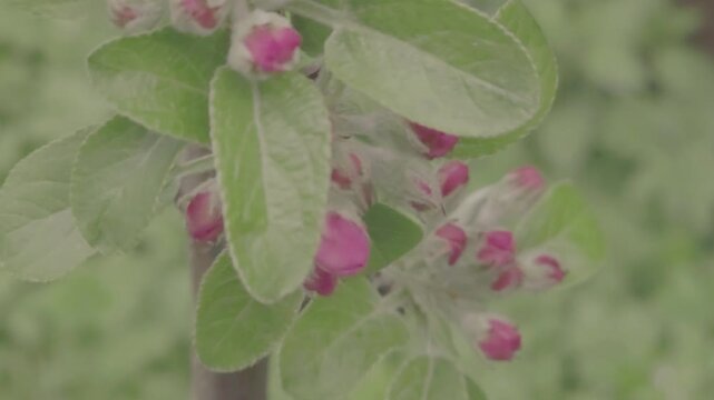 Blooming apple buds in a garden during spring in a rural area