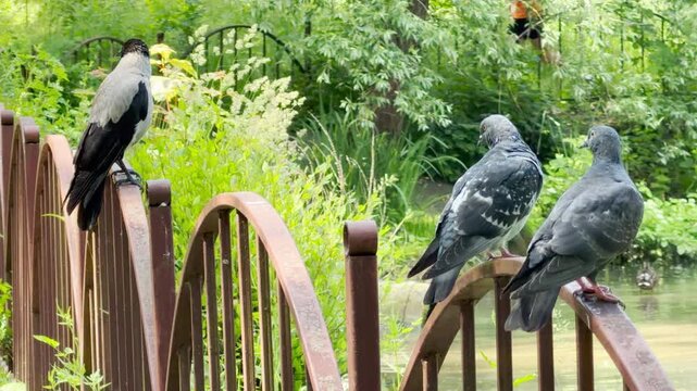 A curious crow and two peaceful pigeons sit on an arched fence. They relax contentedly by a calm park pond surrounded by lush green trees. The sunny scene feels serene and joyful.