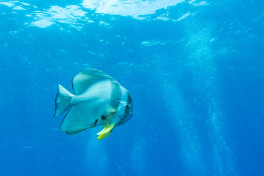 A Batfish (Platax orbicularis) swims in the clear blue ocean water.