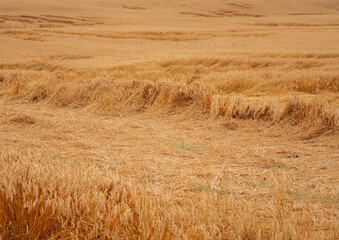 Obraz premium Golden wheat field with straw rows and agricultural texture