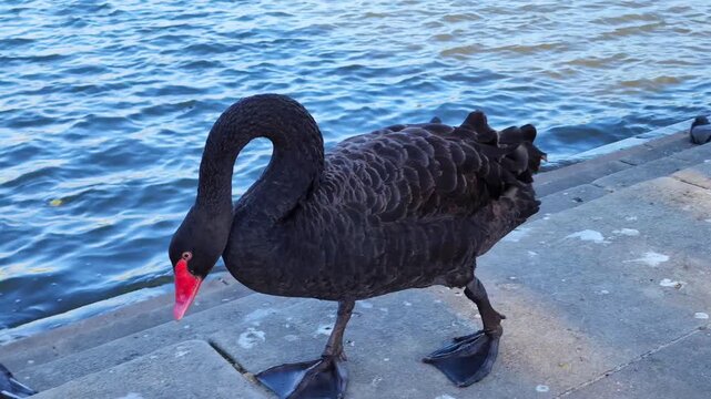 Sydney, Australia - Centennial Park black swan standing by water edge with ripples and natural reflections, showcasing peaceful urban wildlife and serene outdoor environment in iconic city park. 