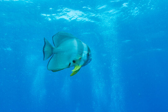 A batfish (Platax orbicularis) swims in the clear blue ocean water.