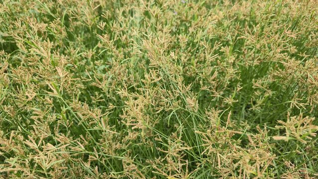 Nutgrass flowers blooming in summer meadow texture. Natural green grass and wild brown flowers in the background. Textured organic backdrop of dense field grass and wild blossoms.
