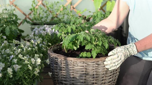 Growing and watering tomato plant in container garden on a home balcony. Urban gardening and self-sufficiency concept