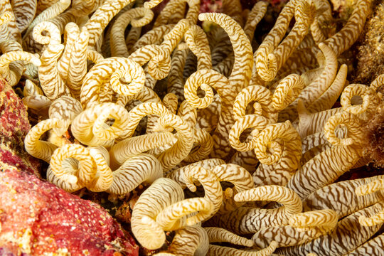 Close-up of coiled tentacles of a sea anemone, likely a Stichodactyla gigantea.