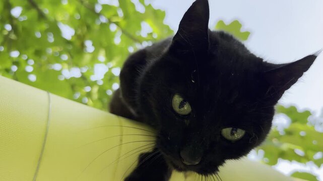 A curious black cat gazes down while perched on a yellow padded pipe outdoors. Its bold expression creates a mysterious yet playful feeling under the peaceful green tree leaves.