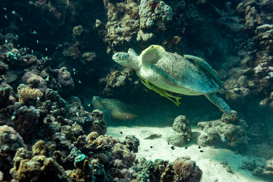 2 Green Sea Turtles, Chelonia mydas, fight over a spot to sleep in the crevice of a tropical coral reef