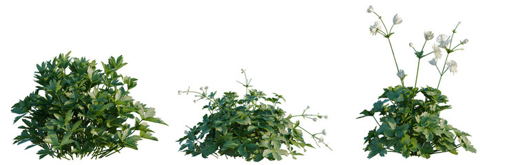 Obraz premium Astrantia major tree, elevation, front view, cutout, transparent background, isolate, Stages of growth: a set of three plants showcasing development from seedling to flowering.