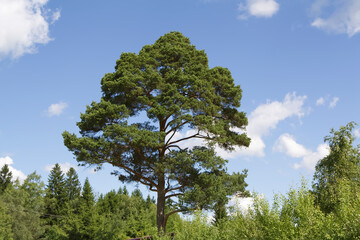 Obraz premium Tall Pine Tree Against Blue Sky with Clouds