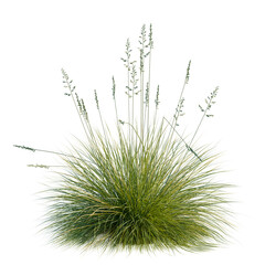 Fototapeta premium Festuca glauca tree, elevation, front view, cutout, transparent background, isolate, Detailed grassy plant with long stems, suitable for nature backgrounds and botanical illustrations.