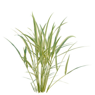 Hakonechloa macra tree, elevation, front view, cutout, transparent background, isolate, Variegated ornamental grass close up, lush foliage texture, natural background for design.