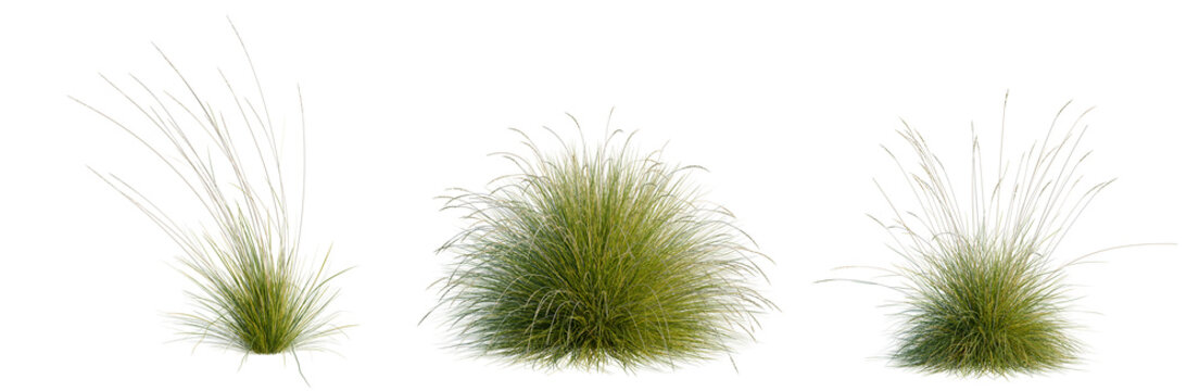 Festuca mairei tree, elevation, front view, cutout, transparent background, isolate, Three ornamental grass bushes with different sizes on transparent background, for landscaping design.