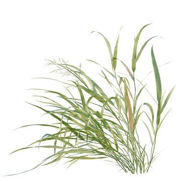 Hakonechloa macra tree, elevation, front view, cutout, transparent background, isolate, Green Grass PNG Clipart - Nature Elements for Design and Backgrounds
