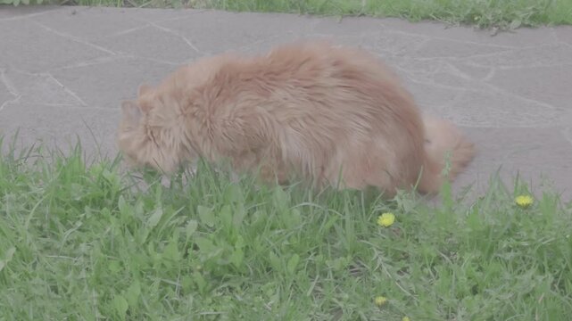 Cat sits in grass and explores surroundings during a sunny afternoon in a backyard