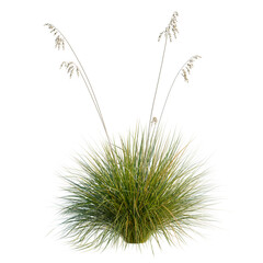 Fototapeta premium Helictotrichon sempervirens tree, elevation, front view, cutout, transparent background, isolate, Ornamental Grass Clump with Seed Heads on Black Background - Nature Stock Photo