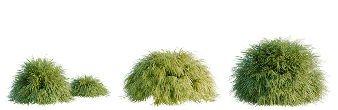 Hakonechloa macra tree, elevation, front view, cutout, transparent background, isolate, Three ornamental grass bushes in different sizes, isolated on a transparent background.