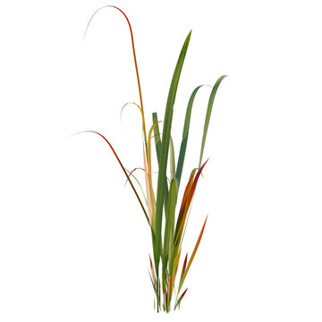 Imperata cylindrical rubra tree, elevation, front view, cutout, transparent background, isolate, Group of ornamental grasses with reddish hues against a dark background, elegant botanical design.