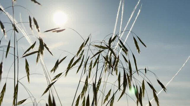 Elegant wild oats sway gently against a bright, clear blue sky. The delicate stalks are backlit by beautiful sunshine, creating a peaceful feeling of hope, freedom, and pure joy.