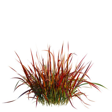 Imperata cylindrical rubra tree, elevation, front view, cutout, transparent background, isolate, Vibrant Ornamental Grass Clump with Autumnal Colors on Black Background - Stock Photo
