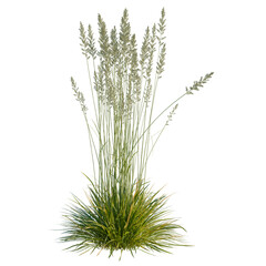 Obraz premium Koeleria macrantha tree, elevation, front view, cutout, transparent background, isolate, Detailed ornamental grass with flower plumes on black background, suitable for nature design elements.