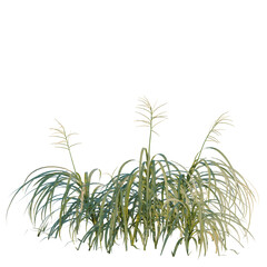 Obraz premium Miscanthus flavidus tree, elevation, front view, cutout, transparent background, isolate, Detailed threed grass plant render for your design project with natural feel.