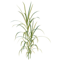 Obraz premium Miscanthus floridulus tree, elevation, front view, cutout, transparent background, isolate, Detailed digital rendering of ornamental grass plant with long slender leaves on black background.