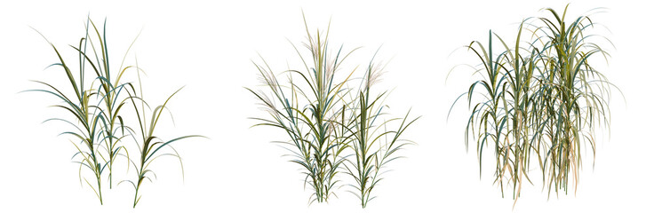 Fototapeta premium Miscanthus giganteus tree, elevation, front view, cutout, transparent background, isolate, Three different types of ornamental grass isolated on transparent background - perfect for design elements.