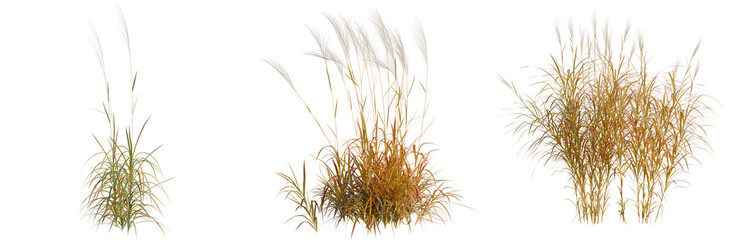 Obraz premium Miscanthus purpurascens tree, elevation, front view, cutout, transparent background, isolate, Set of ornamental grass plants on a transparent background for design elements