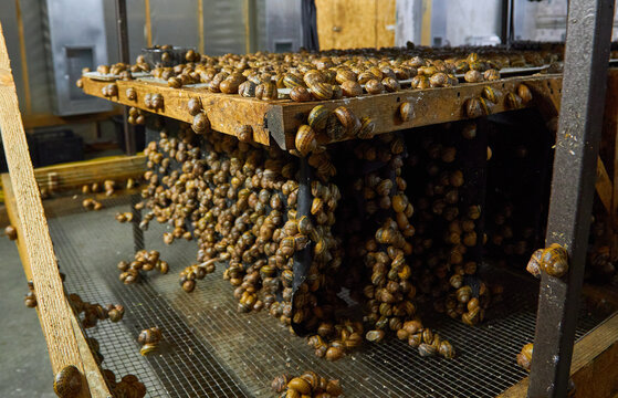 Edible snails breeding on wooden shelves at an indoor snail farm